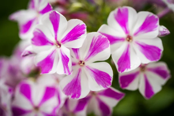 Gros plan de Phlox twist menthe poivrée — Photo