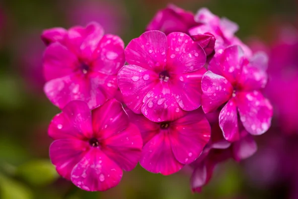 Pembe Phlox çiçeği - çiçek açan bitkilerin cinsi güzel bokeh, seçici odaklı — Stok fotoğraf