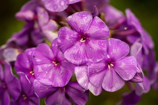 Lila és fehér phlox — Stock Fotó