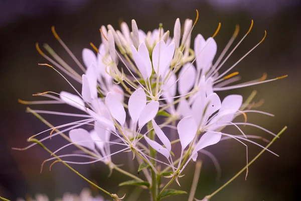 Odvážná Cleome hassleriana - květina spider v zahradě — Stock fotografie