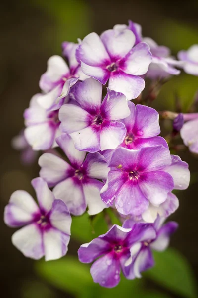 Mor ve beyaz phlox — Stok fotoğraf