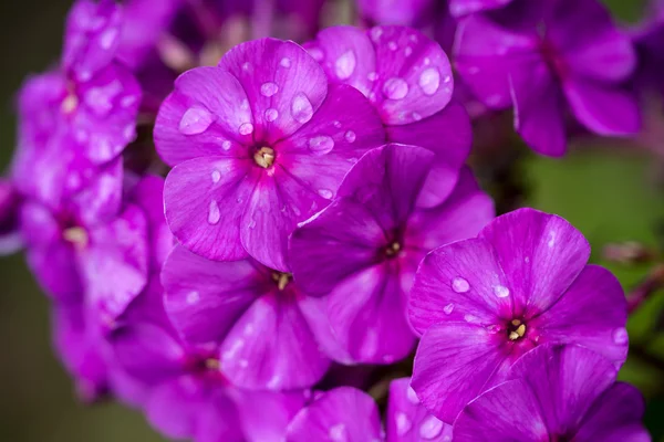 Flox violeta y blanco —  Fotos de Stock