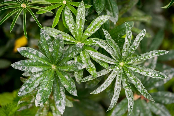 Lupine leafs regen druppels achtergrond — Stockfoto