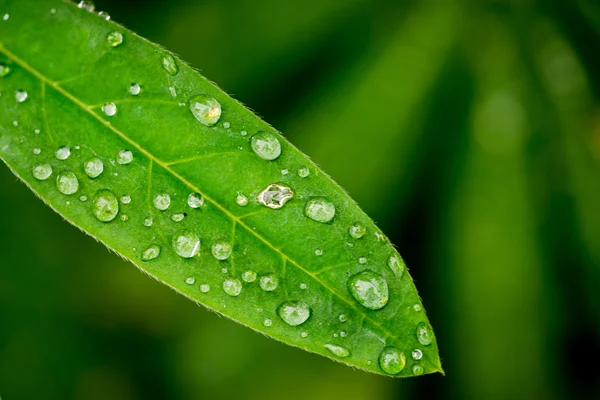 Lupine liści tło krople deszczu — Zdjęcie stockowe