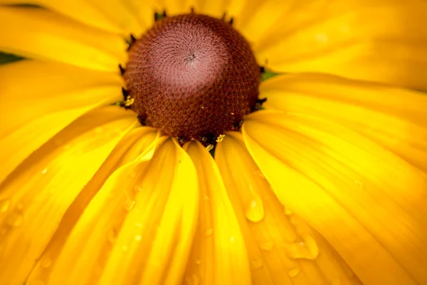 Giallo Rudbeckia Occhio nero Susan Flower — Foto Stock