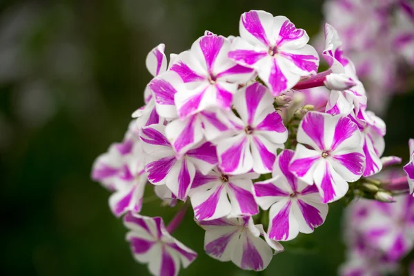 Patch av rosa och vit randiga phlox blommor — Stockfoto