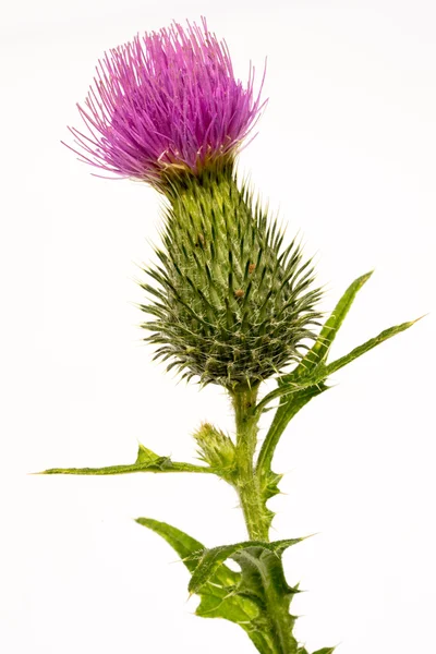 Silybum marianum-leite cardo flor-cabeça isolada em branco . — Fotografia de Stock