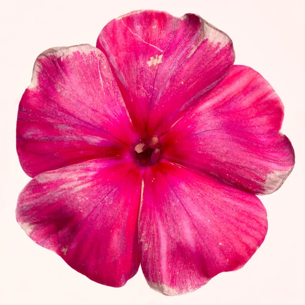 Studio Shot of Pink Colored Phlox Isolated on White Background. Large Depth of Field (DOF). Macro. — Stock Photo, Image