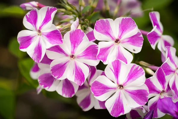 Motley rzadki kolor różowy z białym taśmy phlox paniculata (Floks Garden) w rozkwicie — Zdjęcie stockowe