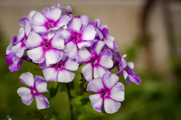 Phlox paniculata (Bahçe phlox) çiçek — Stok fotoğraf