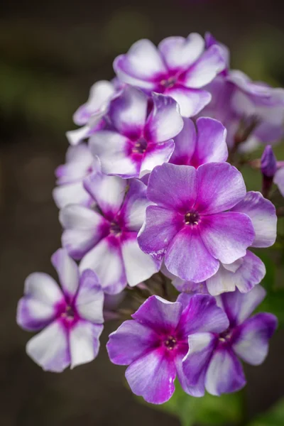 Phlox paniculata (phlox de jardin) en fleurs — Photo
