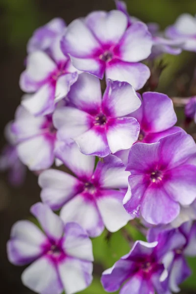 Phlox paniculata (flex de jardín) en flor —  Fotos de Stock