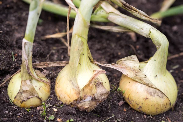 Growing white onions — Stock fotografie