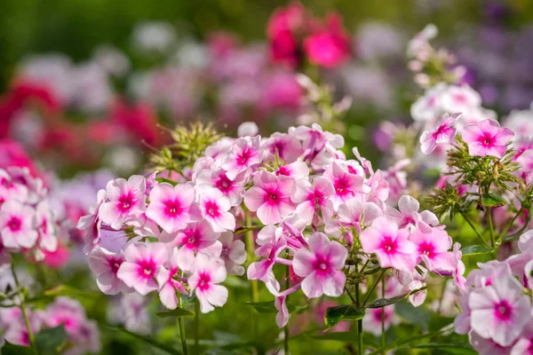 Phlox paniculata (Bahçe phlox) çiçek — Stok fotoğraf