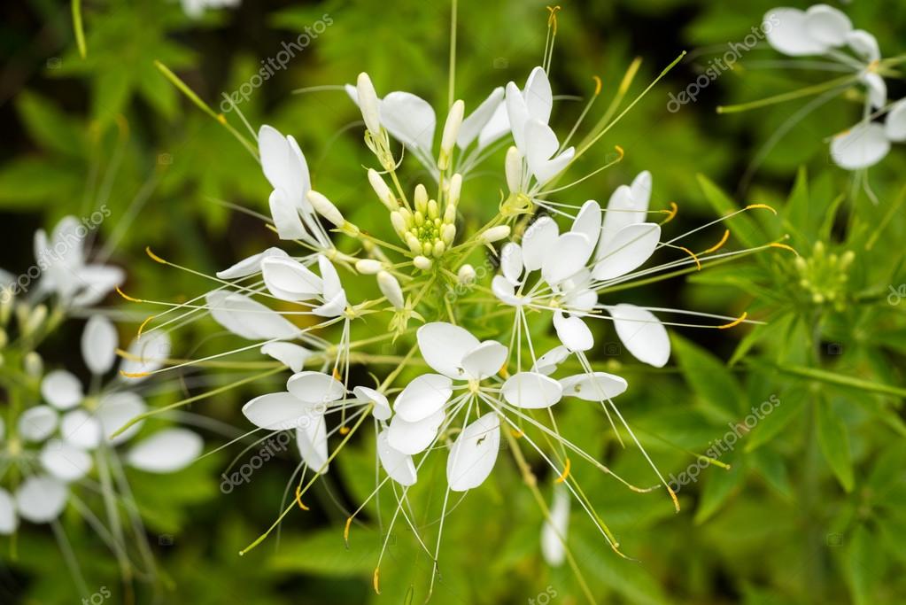 醉蝶花花 醉蝶花hassleriana 蜘蛛花 吊兰 蜘蛛杂草 图库照片 C Elf 11 醉蝶花花 醉蝶花hassleriana 蜘蛛花 吊兰 蜘蛛杂草 图库照片 C Elf 11