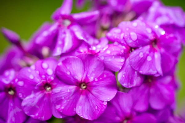 Phlox paniculata (Садовая флокс) в цвету — стоковое фото