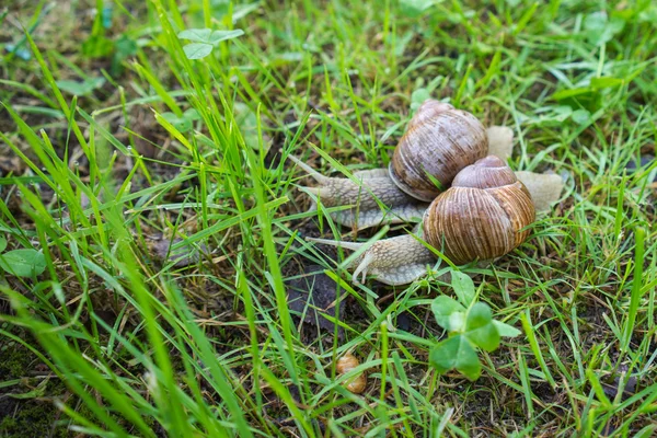 Two land snails in the grass — Zdjęcie stockowe