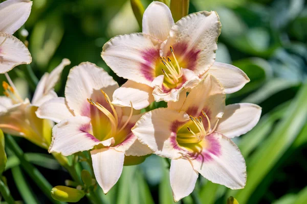 Fire Lily (Lilium bulbiferum) — Stock Photo, Image