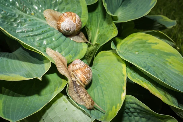 Dois caracol de jardim em folhas de hosta verde e amarelo — Fotografia de Stock