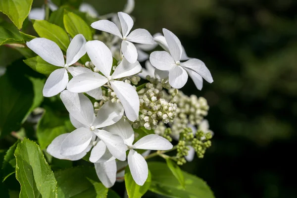 Blommande hortensia (växt) blomma i trädgården — Stockfoto