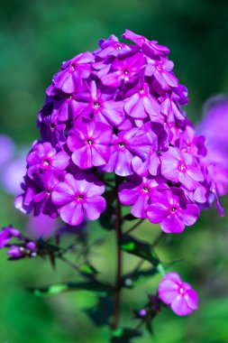 Phlox paniculata (Bahçe phlox) çiçek