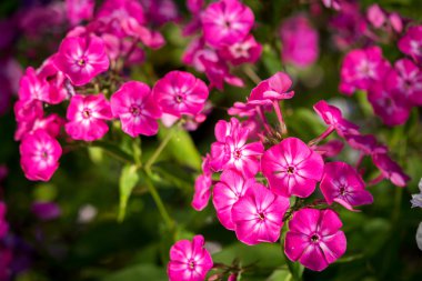 Pembe Phlox çiçeği - çiçek açan bitkilerin cinsi güzel bokeh, seçici odaklı