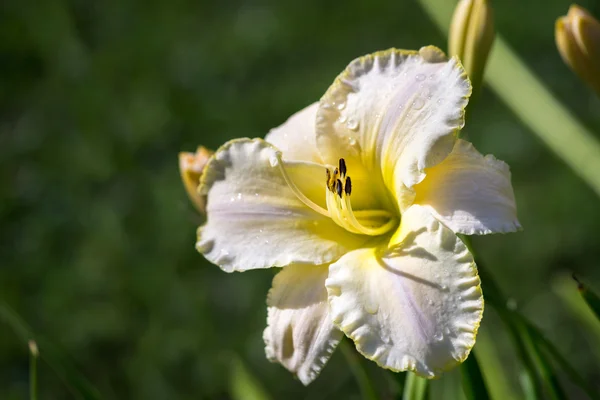 One beautiful hemerocallis, yellow flower in the garden — Stock Photo, Image