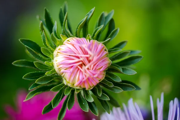 Квіти айстр на природному тлі — стокове фото