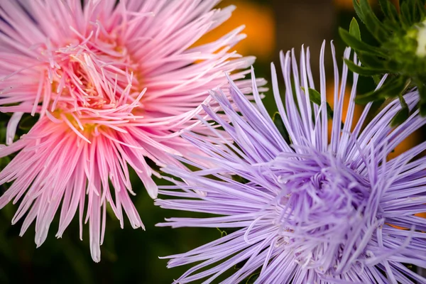 Aster Blumen im natürlichen Hintergrund — Stockfoto