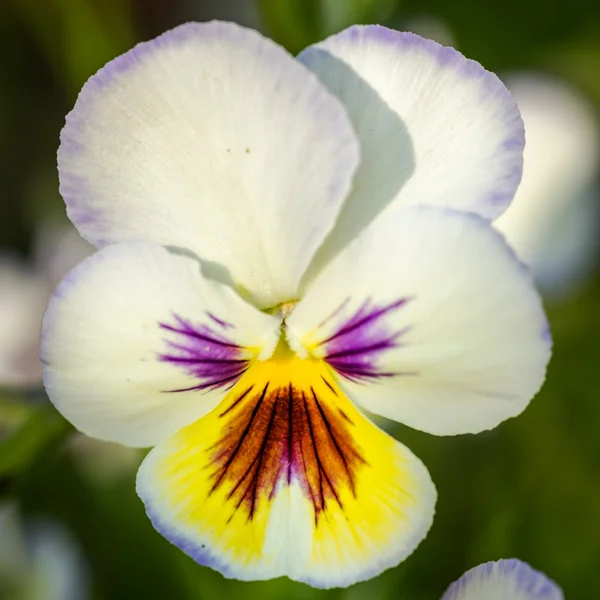 Maceška detail. Selektivní zaměření (mělké hloubky ostrosti). — Stock fotografie