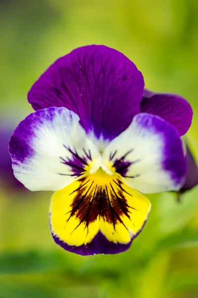 Heartsease close-up. Selective focus (shallow depth of field). — Stock Photo, Image