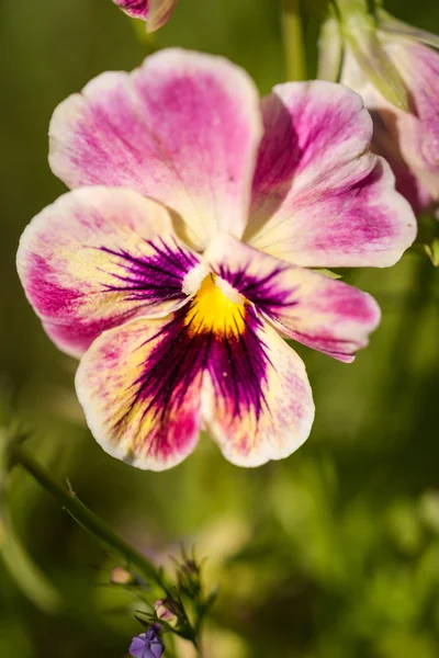 Fioletowe kwiaty Viola Tricolor Pansy z naturalne tło zielony — Zdjęcie stockowe