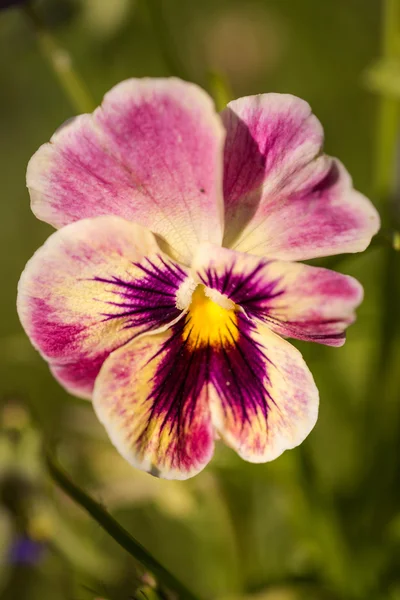 Roxo Viola Tricolor Pansy flores com fundo verde natural — Fotografia de Stock