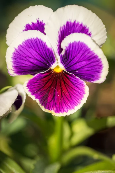 Purple Viola Tricolor Pansy flowers with natural Green fon — стоковое фото