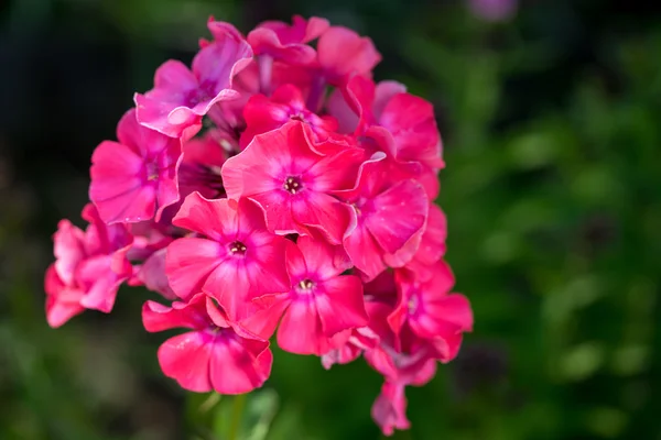 Jasně růžové květy "Zahrada Phlox" (nebo trvalky Phlox) — Stock fotografie