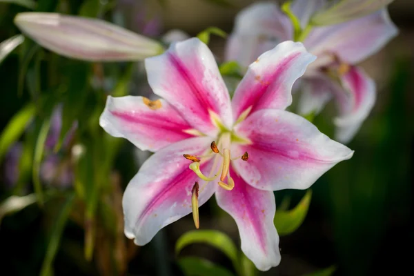 Beautiful pink and white lily close up — Stock Photo, Image