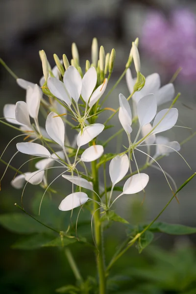 Odvážná Cleome hassleriana - květina spider v zahradě — Stock fotografie