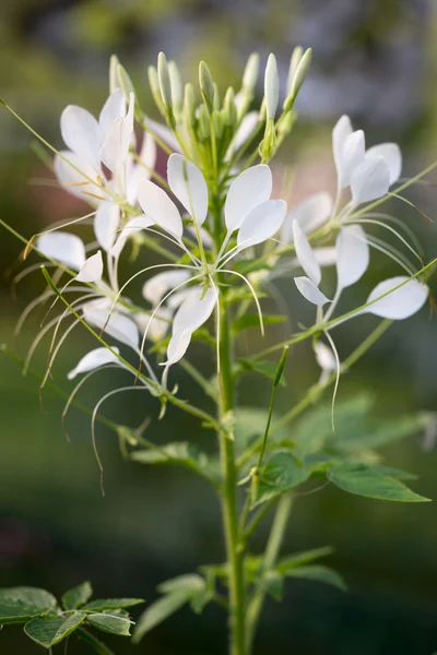 Cleome hassleriana - Spinnenblume im Garten — Stockfoto