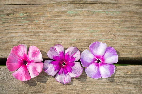 Natuurlijke houten achtergrond met lichte phlox bloemen — Stockfoto