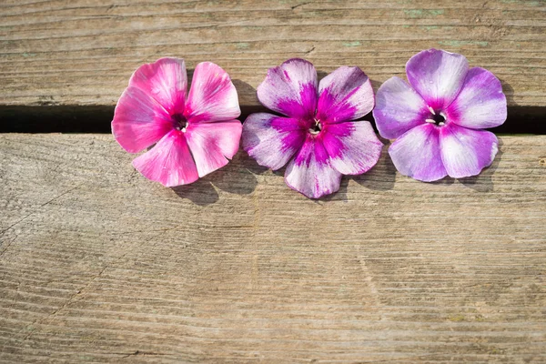 Natuurlijke houten achtergrond met lichte phlox bloemen — Stockfoto