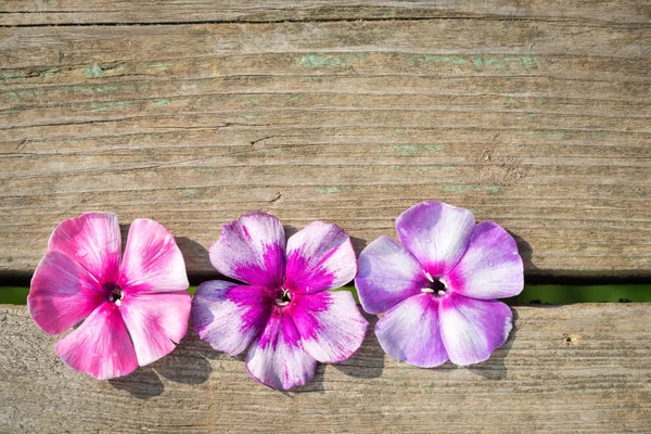 Natuurlijke houten achtergrond met lichte phlox bloemen — Stockfoto