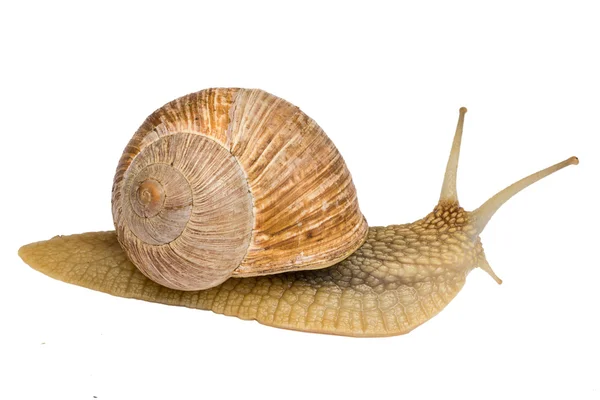 Caracol rastrero aislado sobre un fondo blanco — Foto de Stock