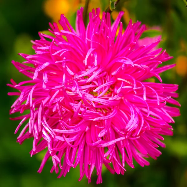 Квіти айстр на природному тлі — стокове фото