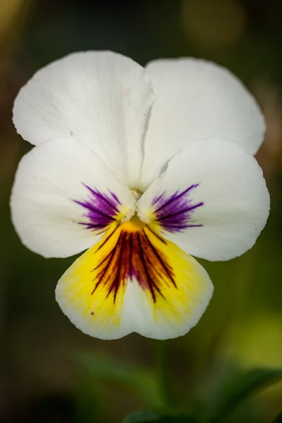 Viola branca tricolor ou flor de coração em fundo natural — Fotografia de Stock