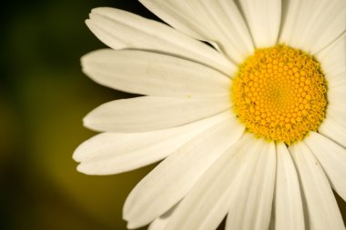 Beyaz papatya detay doğal arka plan ve boşaltmak