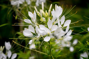 Cleome hassleriana - örümcek Çiçek bahçesinde