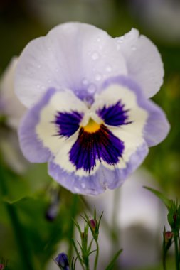İhlaller veya İbneler Bahçede Yakın Çekim