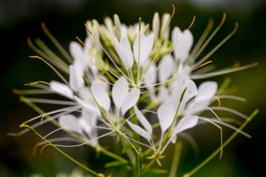 Cleome hassleriana - örümcek Çiçek bahçesinde