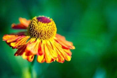 Bir Gelenium (Helenium), Aile Compositae. Kopya alanı.