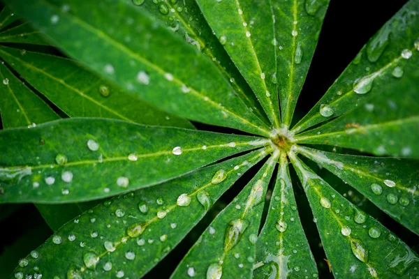 Close-up van lupine bladeren en water druppels. Latijnse naam: Lupinus vraatzuchtig — Stockfoto